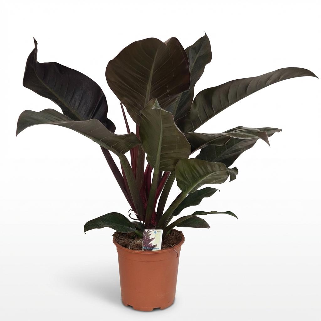 Zimmerpflanze - Philodendron - Philodendron Imperial Red - Rot - Pflegeleicht - 1 Pflanze - Topf 19cm - Höhe 60cm