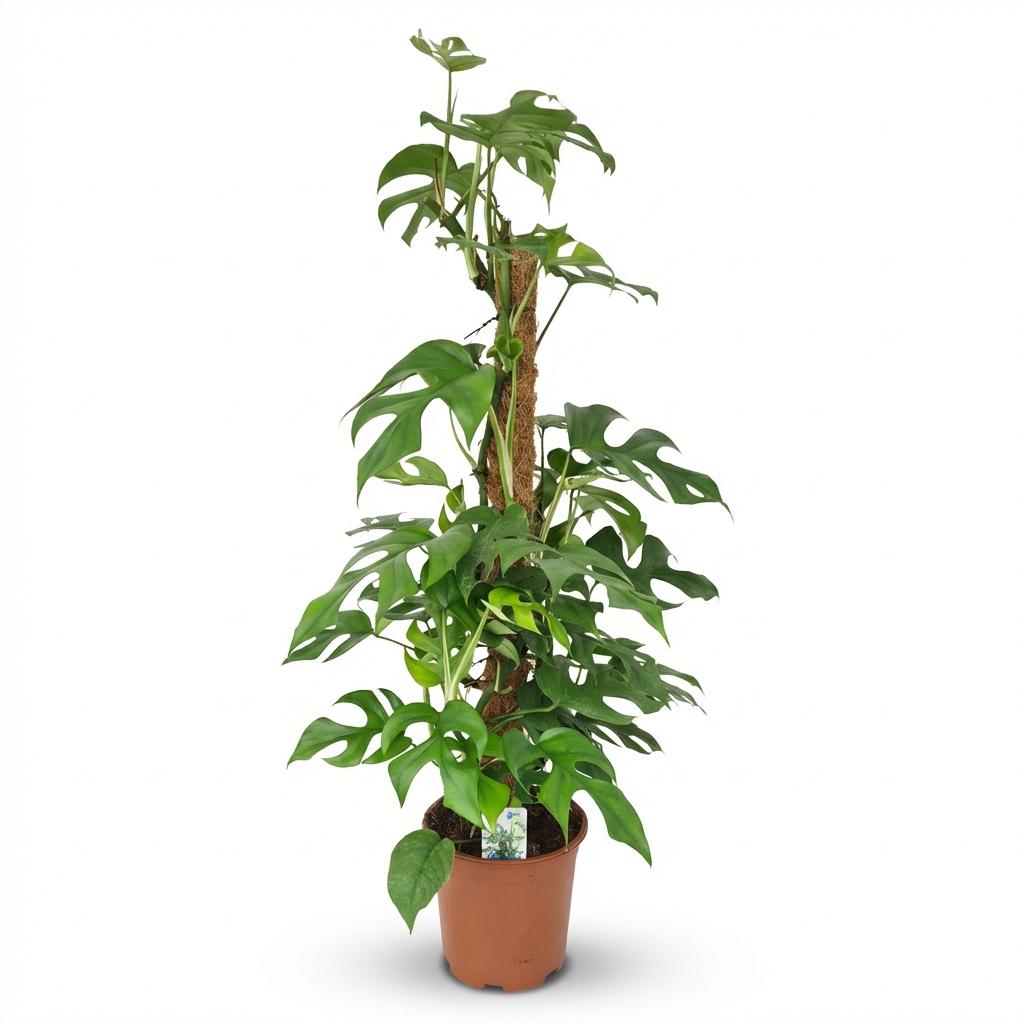 Zimmerpflanze - Mini-Fensterblatt - Monstera Minima Moosstab - Grün - Pflegeleicht - 1 Pflanze - Topf 19cm - Höhe 90cm