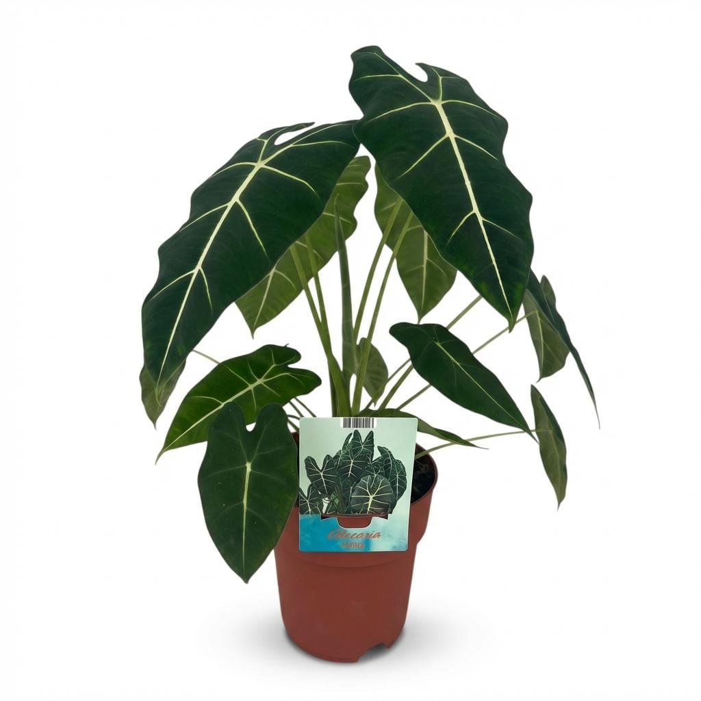 Zimmerpflanze - Elefantenohr - Alocasia Frydek - Grün - Pflegeleicht - 1 Pflanze - Topf 19cm - Höhe 60cm