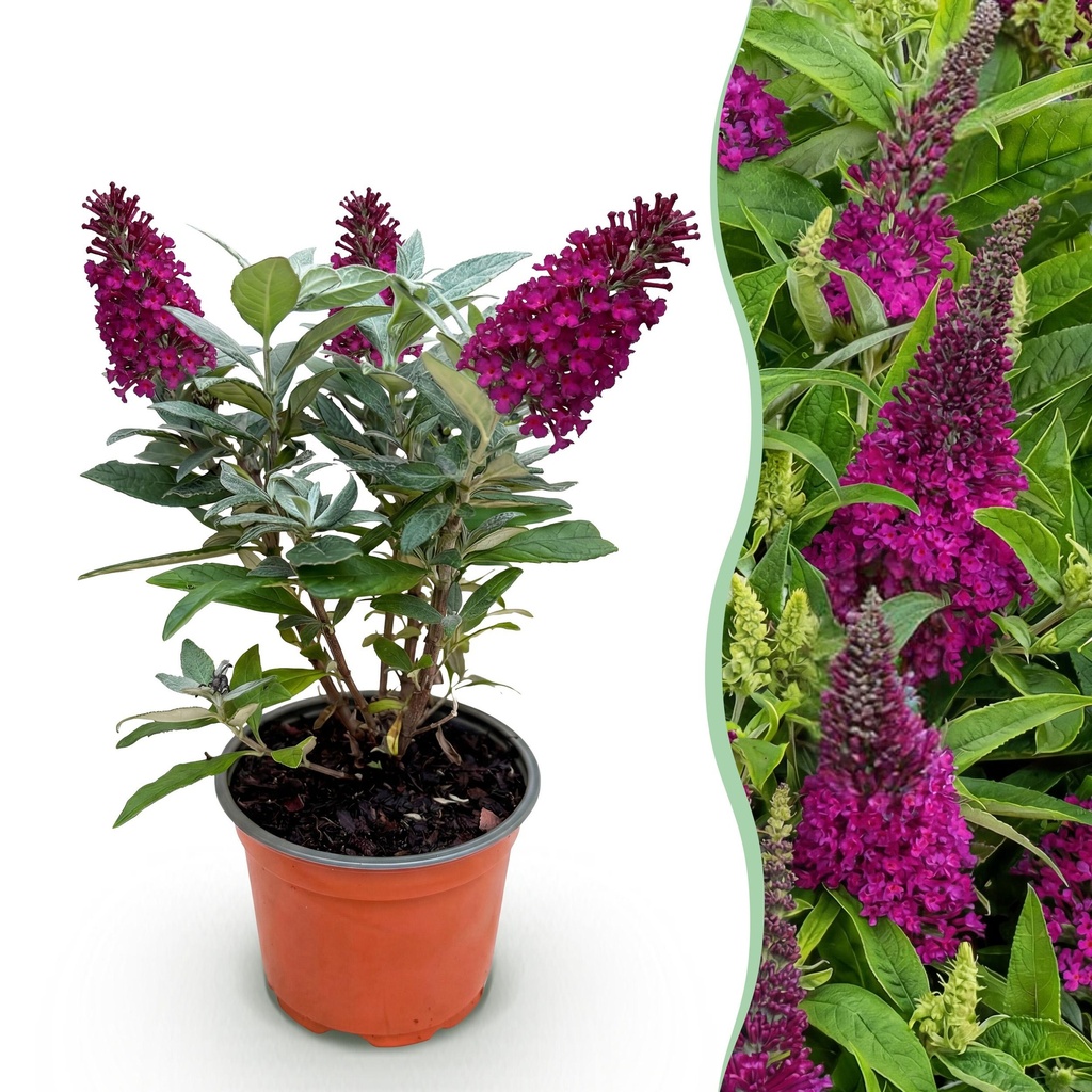 Gartenpflanze - Buddleja davidii Butterfly Candy Little Ruby - Schmetterlingsstrauch - Kompakt - Rot - 1 Pflanze - Topf 12cm - Höhe 20-25cm