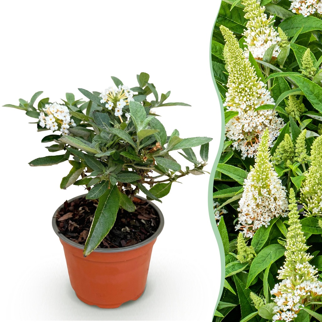 Gartenpflanze - Buddleja davidii Butterfly Candy Little White - Schmetterlingsstrauch - Kompakt - Weiß - 1 Pflanze - Topf 12cm - Höhe 20-25cm