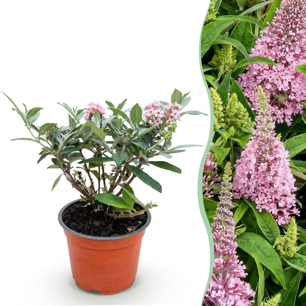 Gartenpflanze - Buddleja davidii Butterfly Candy Little Pink - Schmetterlingsstrauch - Kompakt - Rosa - 1 Pflanze - Topf 12cm - Höhe 20-25cm