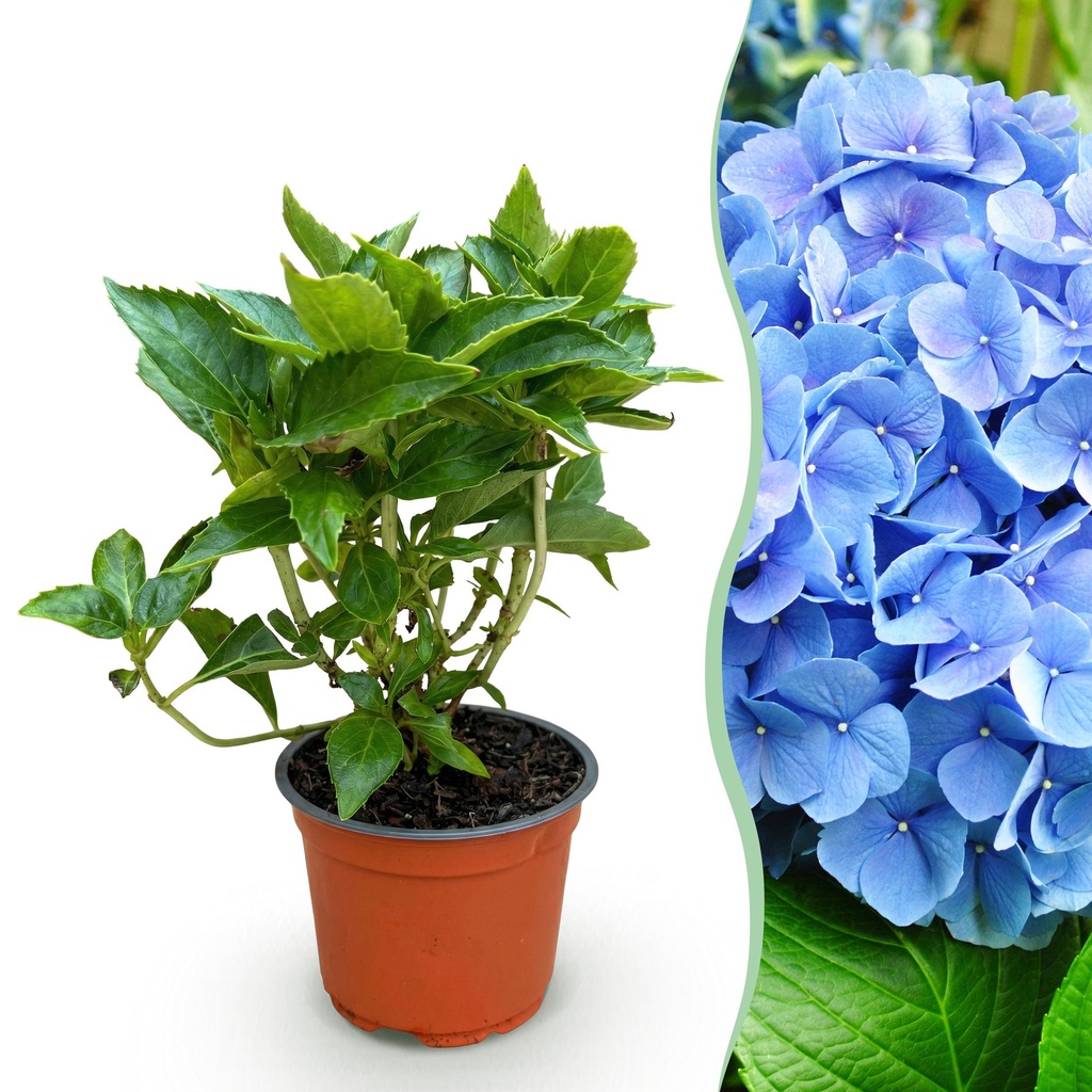 Gartenpflanze - Hydrangea macrophylla Blau - Hortensie - Winterhart - Blau - 1 Pflanze - Topf 12cm - Höhe 20-30cm