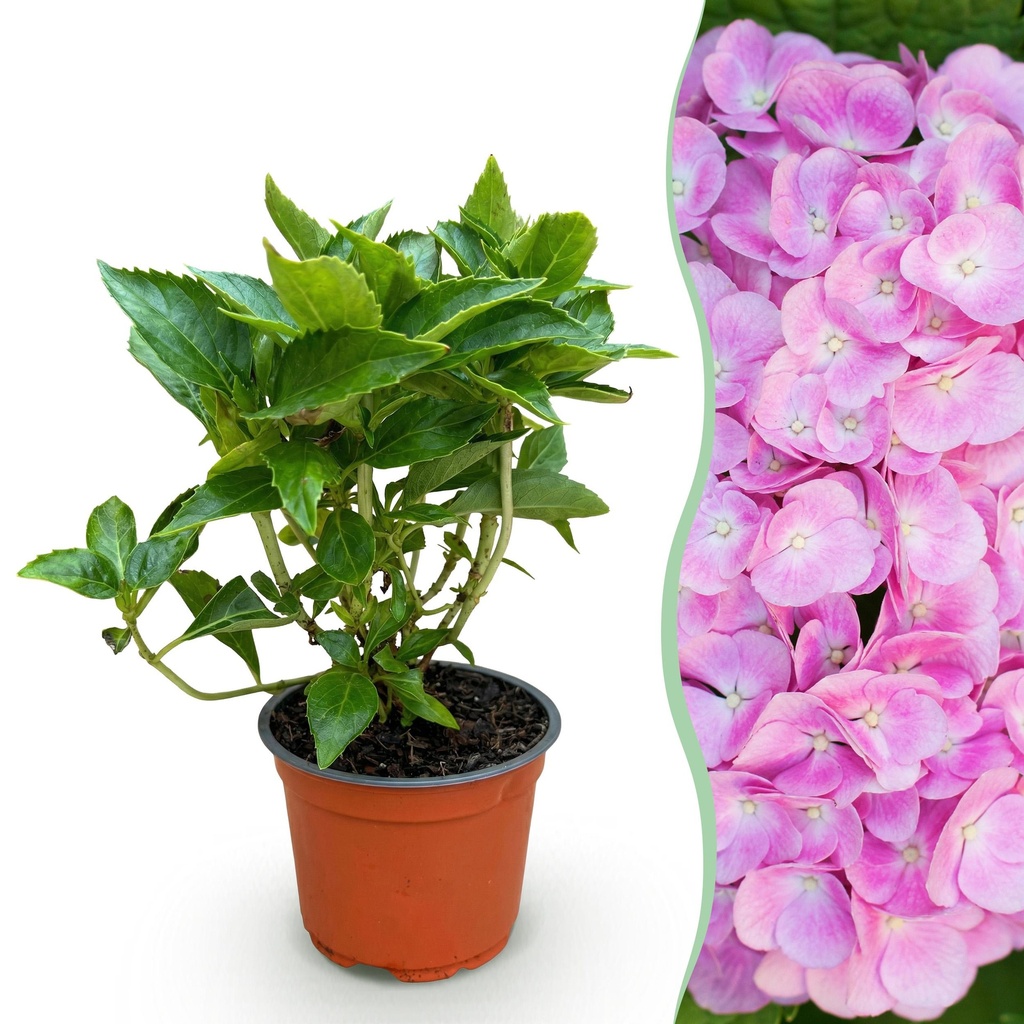 Gartenpflanze - Hydrangea macrophylla Rosa - Hortensie - Winterhart - Rosa - 1 Pflanze - Topf 12cm - Höhe 20-30cm