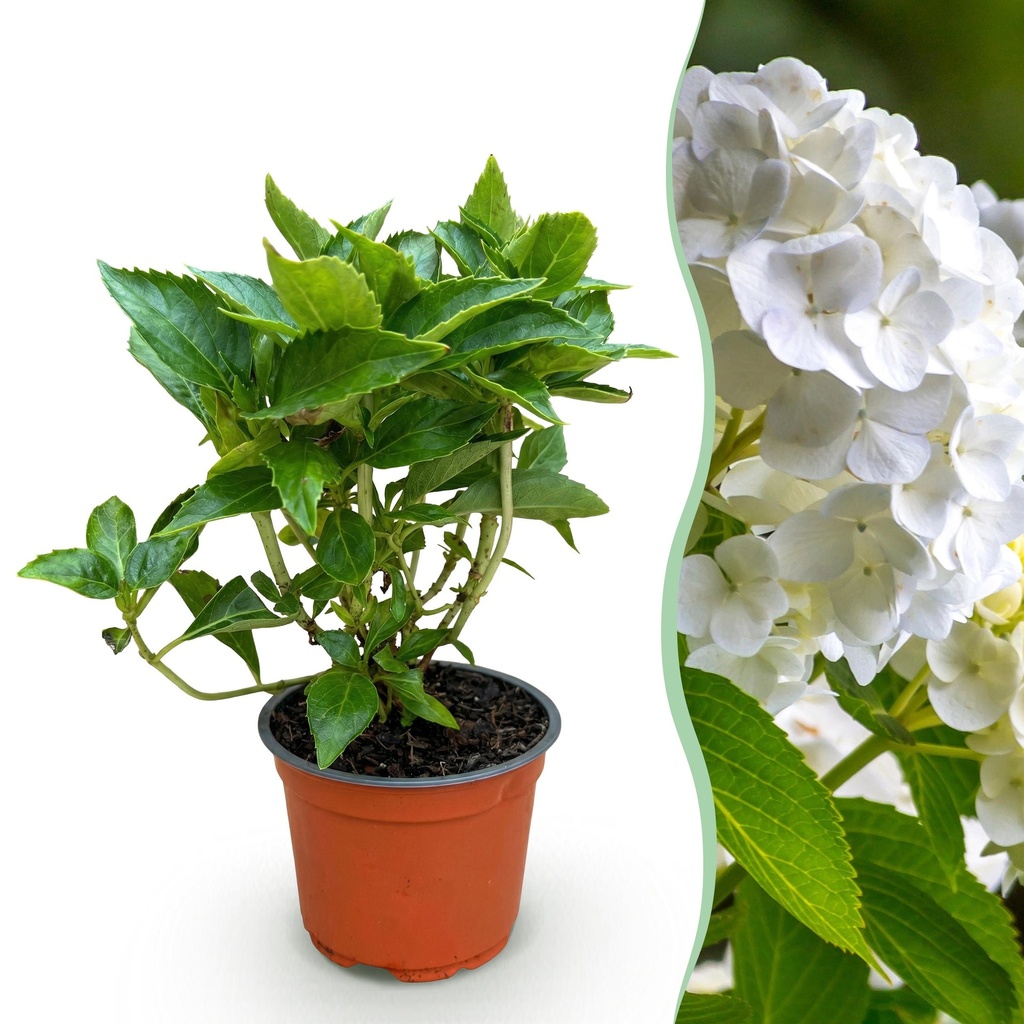 Gartenpflanze - Hydrangea macrophylla Weiß - Hortensie - Winterhart - Weiß - 1 Pflanze - Topf 12cm - Höhe 20-30cm