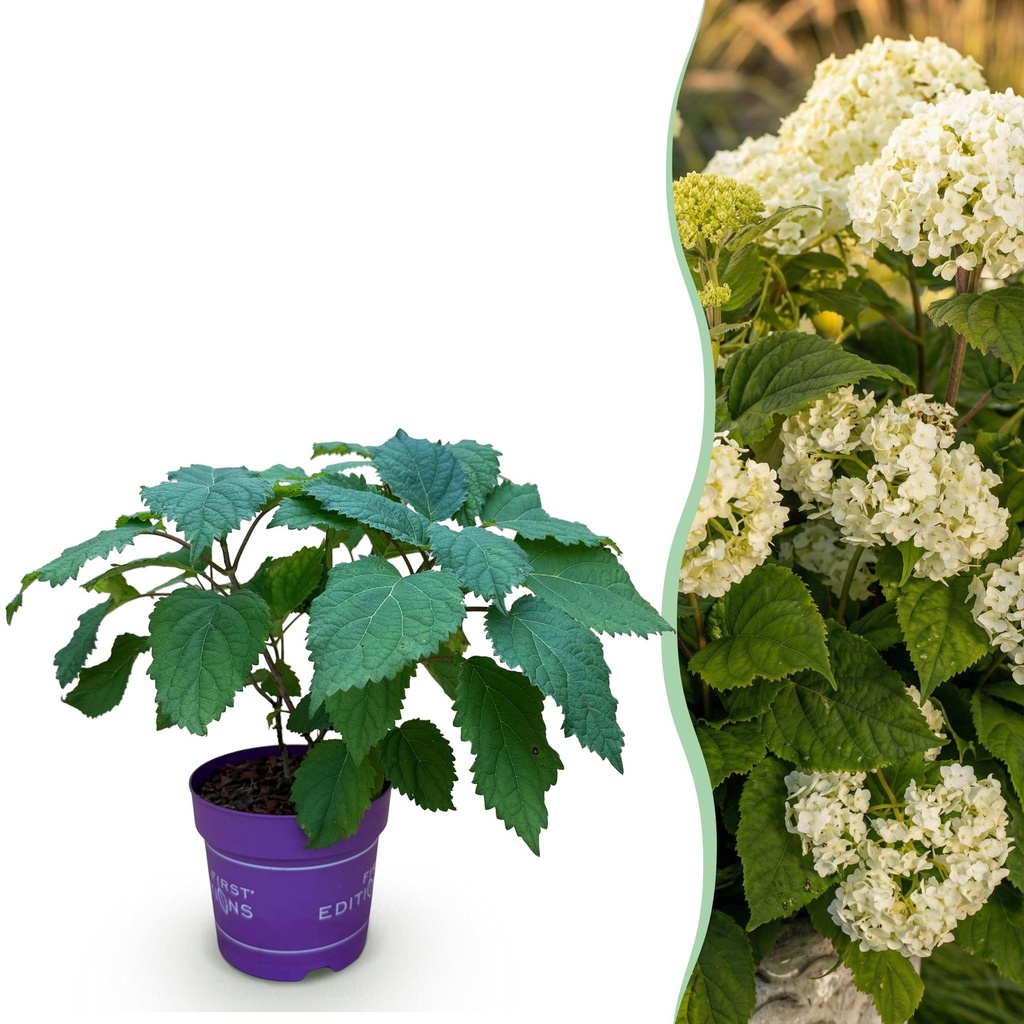 Gartenpflanze - Hydrangea arborescens FlowerWOW - Hortensie - Winterhart - Weiß - 1 Pflanze - Topf 14cm - Höhe 20-30cm