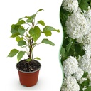 Schneeballhortensie 'Annabelle' (Hydrangea arborescens) – winterharter Blütenstrauch, Topf-Ø 12 cm, Höhe ca. 20–30 cm