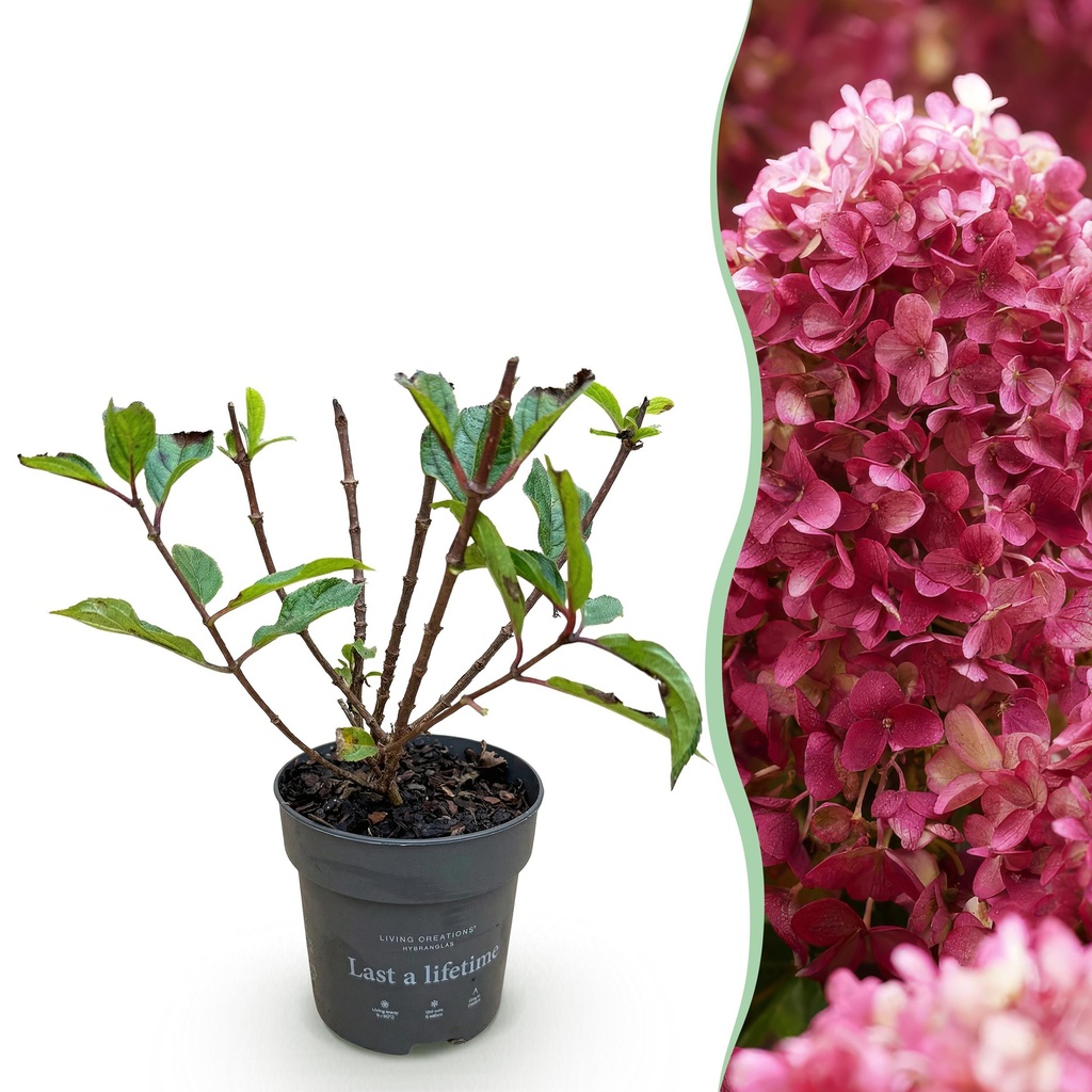Gartenpflanze - Hydrangea panniculata Living Little Rosy - Rispenhortensie - Winterhart - Rosa - 1 Pflanze - Topf 12cm - Höhe 20-30cm