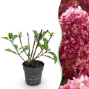 Gartenpflanze - Hydrangea panniculata Living Little Rosy - Rispenhortensie - Winterhart - Rosa - 1 Pflanze - Topf 12cm - Höhe 20-30cm
