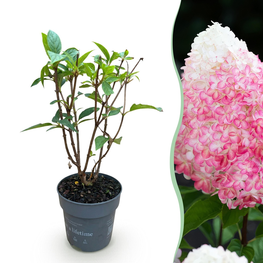 Gartenpflanze - Hydrangea panniculata Living Pink & Rose - Rispenhortensie - Winterhart - Rosa - 1 Pflanze - Topf 12cm - Höhe 20-30cm