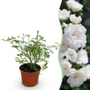 Gartenrose (Gartenrose) – winterharter Blütenstrauch, Höhe ca. 12 cm