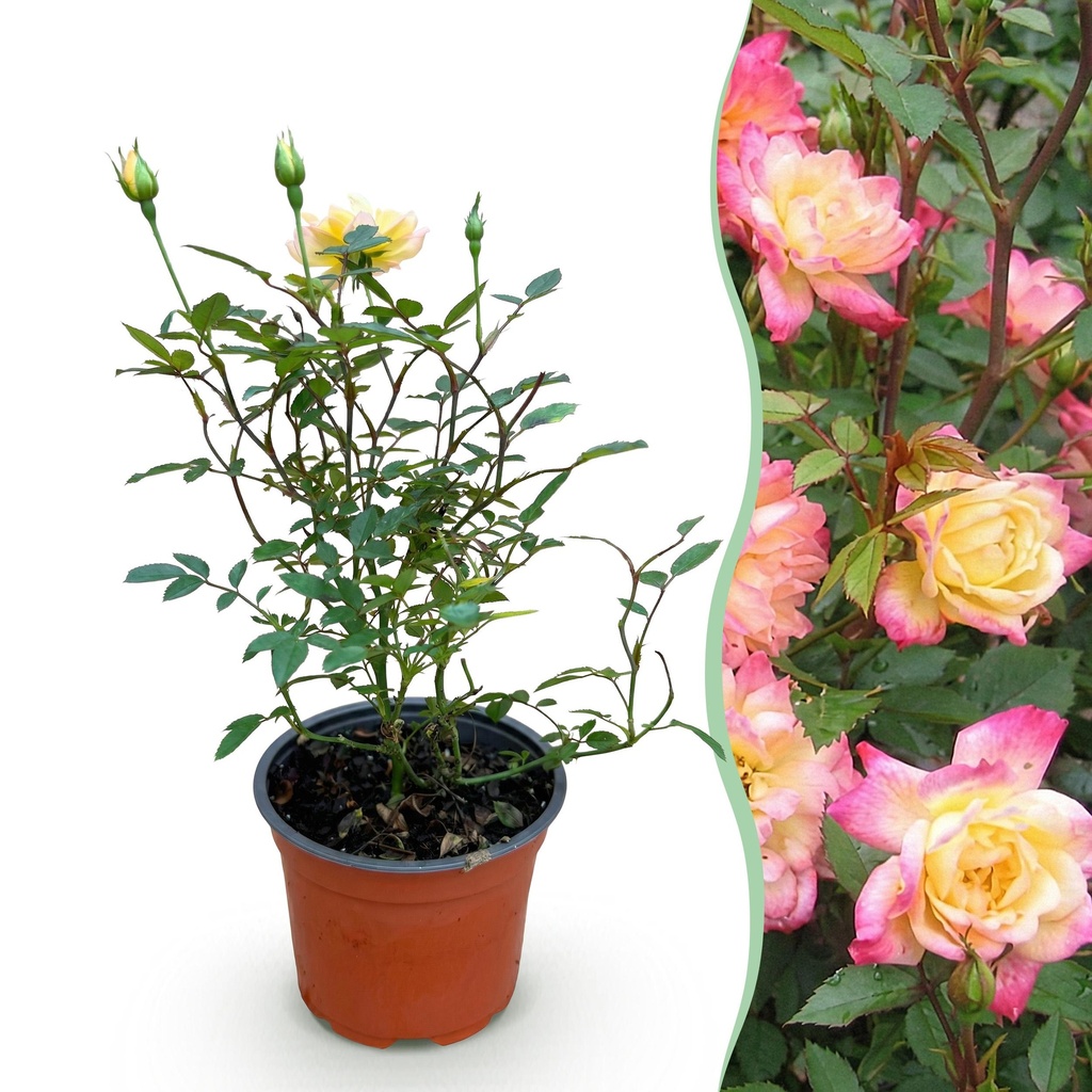 Gartenrose - Rosa Tricolor Fairy - Rose - Winterhart - Gelb-Rosa - 1 Pflanze - Topf 12cm - Höhe 20-25cm