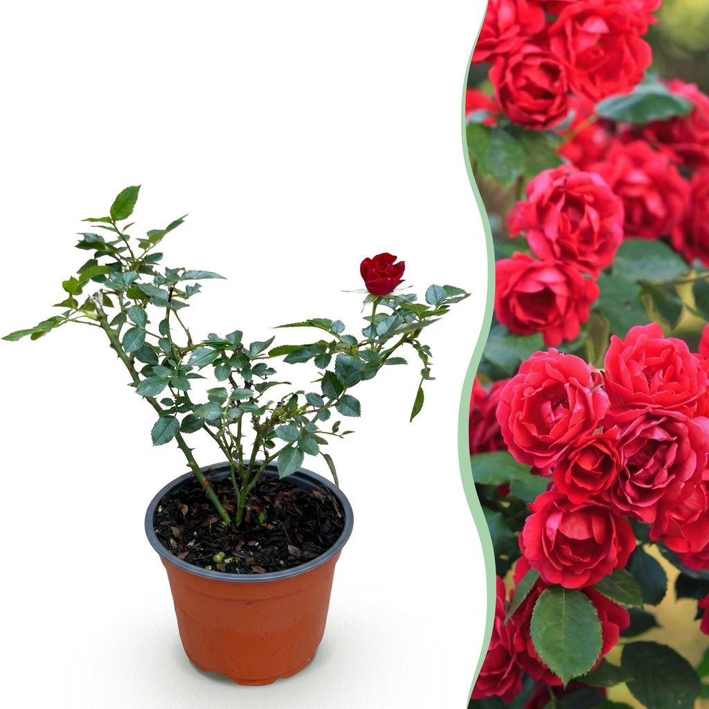 Garten Rose - Rosa Rote The Fairy - Rose - Winterhart - Rot - 1 Pflanze - Topf 12cm - Höhe 20-25cm