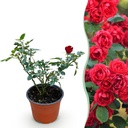 Gartenrose (Garten rose) – winterharte Zierpflanze, Höhe ca. 12 cm