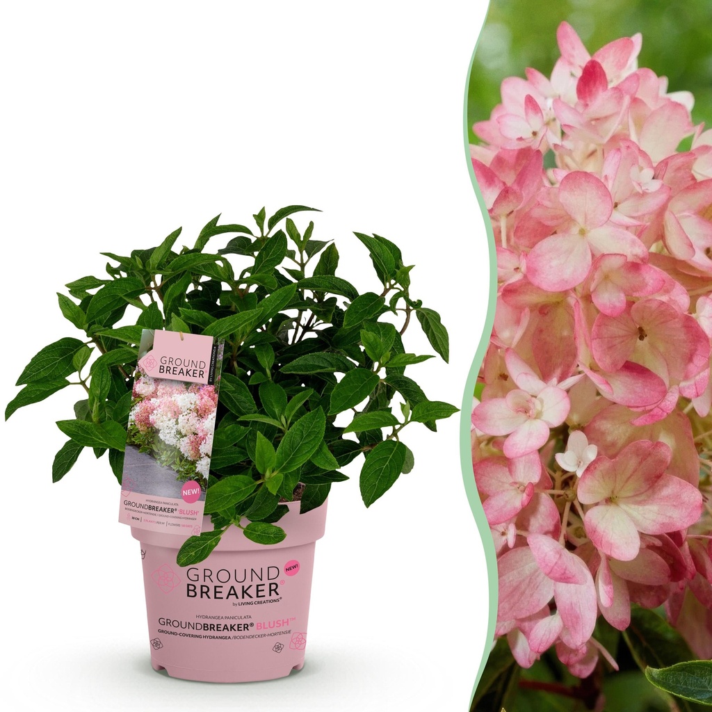 Gartenpflanze - Hydrangea panniculata Groundbreaker Blush - Bauernhortensie - Winterhart - Rosa - 1 Pflanze - Topf 14cm - Höhe 20-25cm