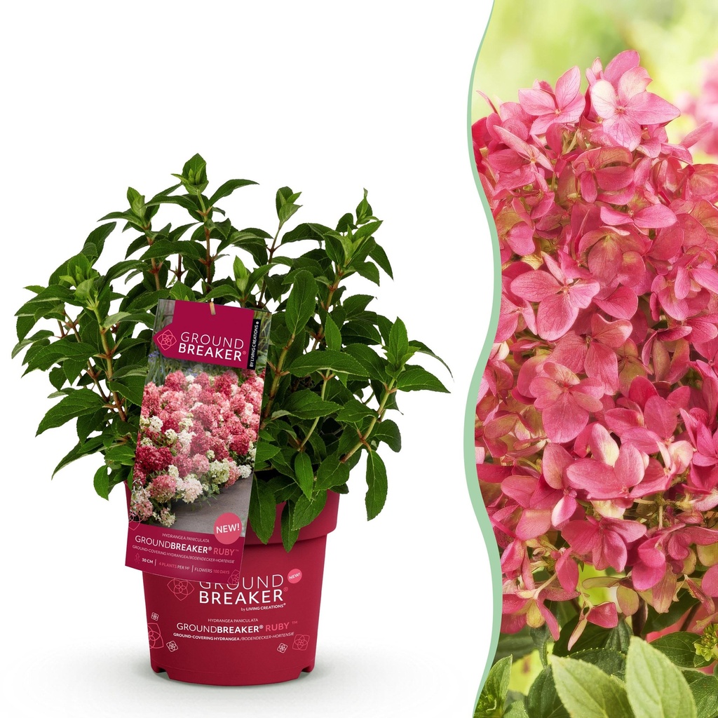 Gartenpflanze - Hydrangea panniculata Groundbreaker Ruby - Rispenhortensie - Winterfest - Rot - 1 Pflanze - Topf 14cm - Höhe 20-25cm