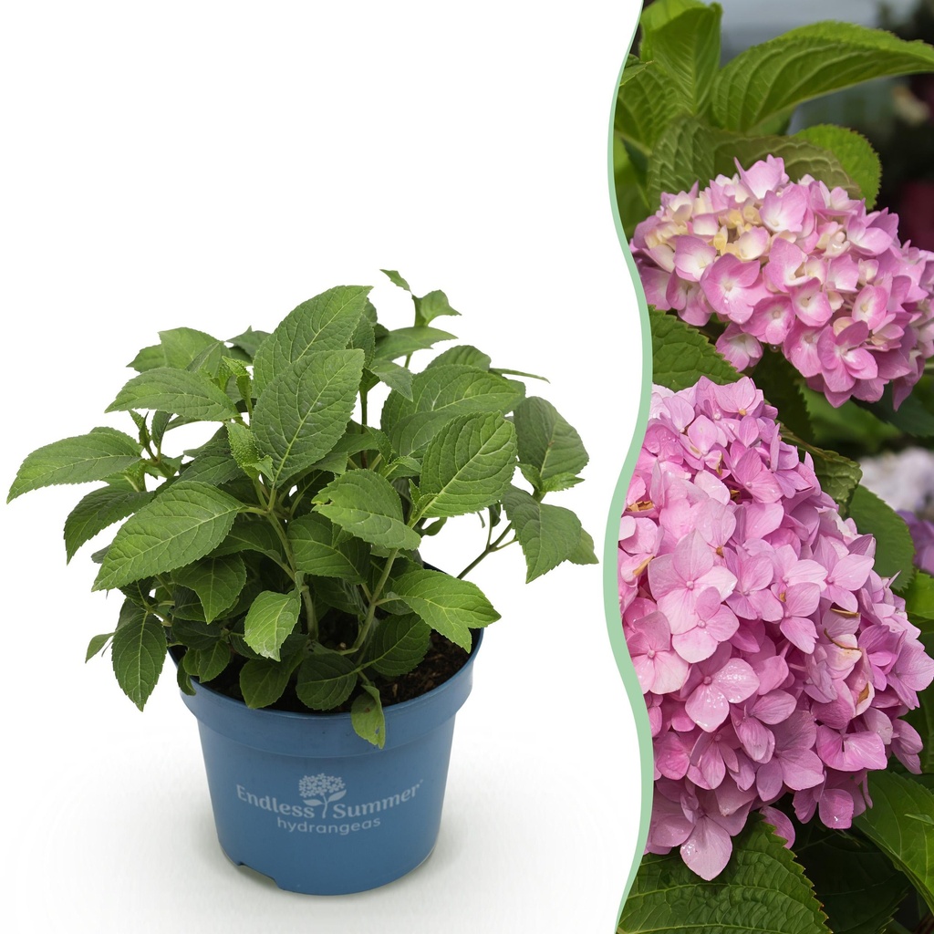 Gartenpflanze - Hydrangea Endles Summer The Original Pink - Hortensie - Winterhart - Rosa - 1 Pflanze - Topf 14cm - Höhe 20-25cm