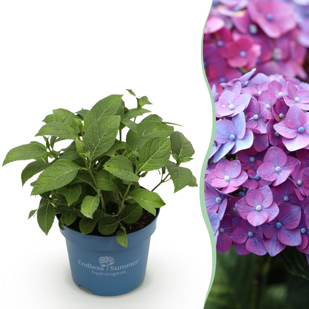 Gartenpflanze - Hydrangea Endless Summer Summer Love Purple - Hortensie - Winterhart - Lila - 1 Pflanze - Topf 14cm - Höhe 20-25cm