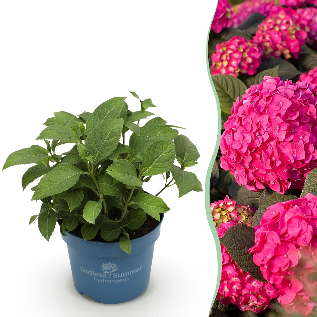 Gartenpflanze - Hydrangea Endless Summer Summer Love Red - Hortensie - Winterhart - Rot - 1 Pflanze - Topf 14cm - Höhe 20-25cm