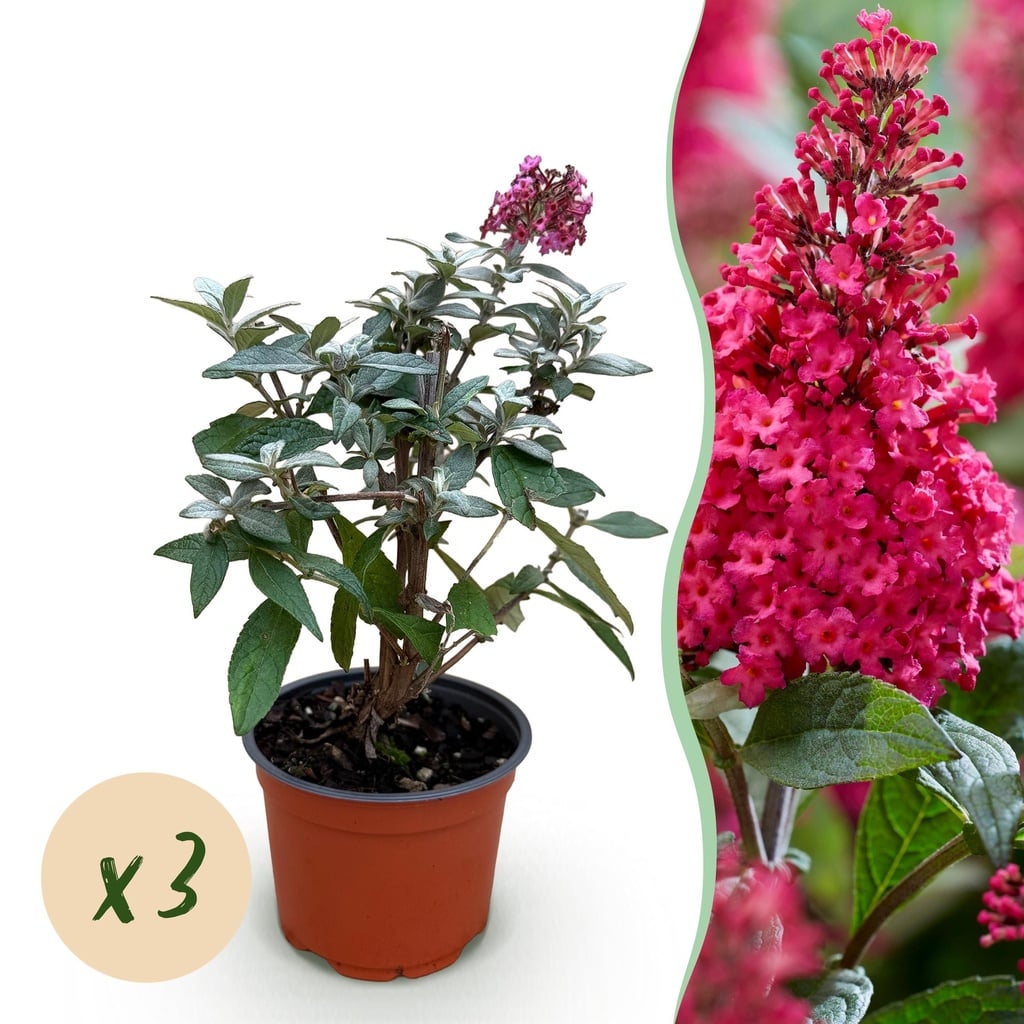 Gartenpflanze - Buddleja davidii Butterfly Candy Little Ruby - Schmetterlingsstrauch - Kompakt - Rot - 3 Pflanzen - Topf 12cm - Höhe 20-25cm