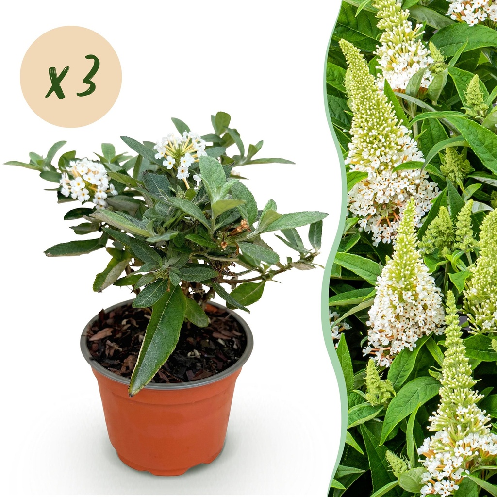Gartenpflanze - Buddleja davidii Butterfly Candy Little White - Schmetterlingsstrauch - Kompakt - Weiß - 3 Pflanzen - Topf 12cm - Höhe 20-25cm