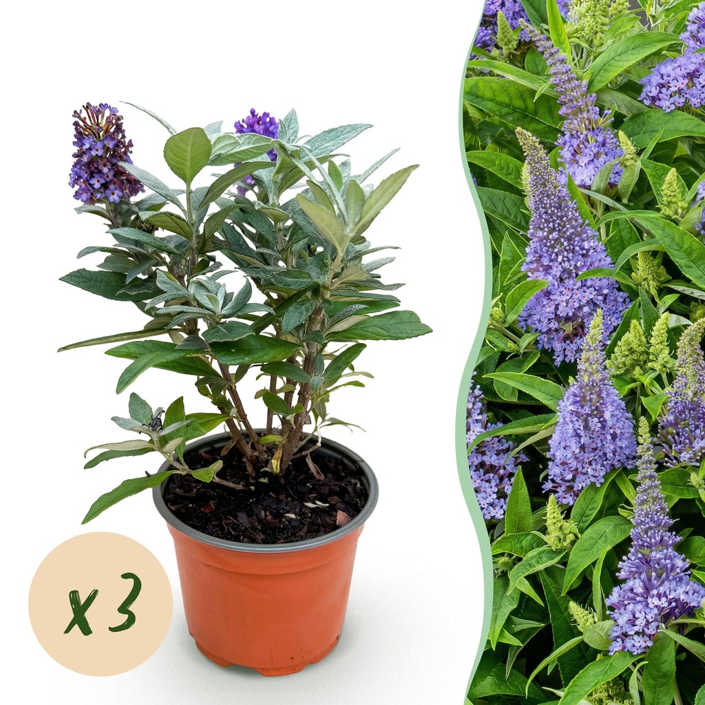 Gartenpflanze - Buddleja davidii Butterfly Candy Little Lila - Schmetterlingsstrauch - Kompakt - Lila - 3 Pflanzen - Topf 12cm - Höhe 20-25cm