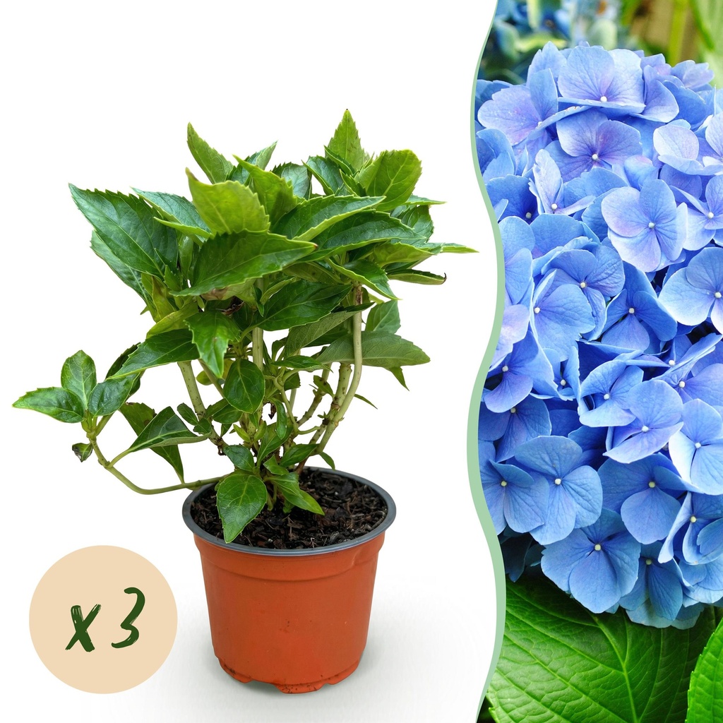 Gartenpflanze - Hydrangea macrophylla Blau - Hortensie - Winterhart - Blau - 3 Pflanzen - Topf 12cm - Höhe 20-30cm