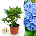 Bauernhortensie (Hydrangea macrophylla) – winterharter Blütenstrauch, Höhe ca. 12 cm