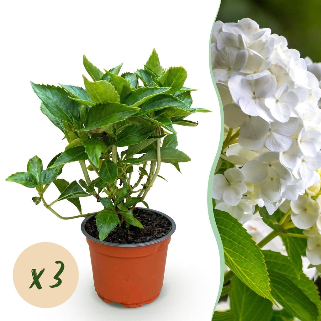 Gartenpflanze - Hydrangea macrophylla Weiß - Hortensie - Winterhart - Weiß - 3 Pflanzen - Topf 12cm - Höhe 20-30cm