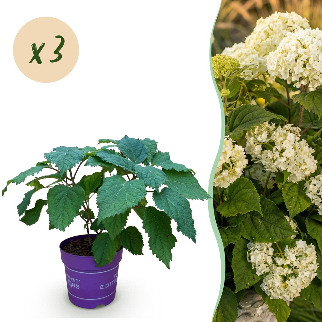 Gartenpflanze - Hydrangea arborescens FlowerWOW - Hortensie - Winterhart - Weiß - 3 Pflanzen - Topf 14cm - Höhe 20-30cm