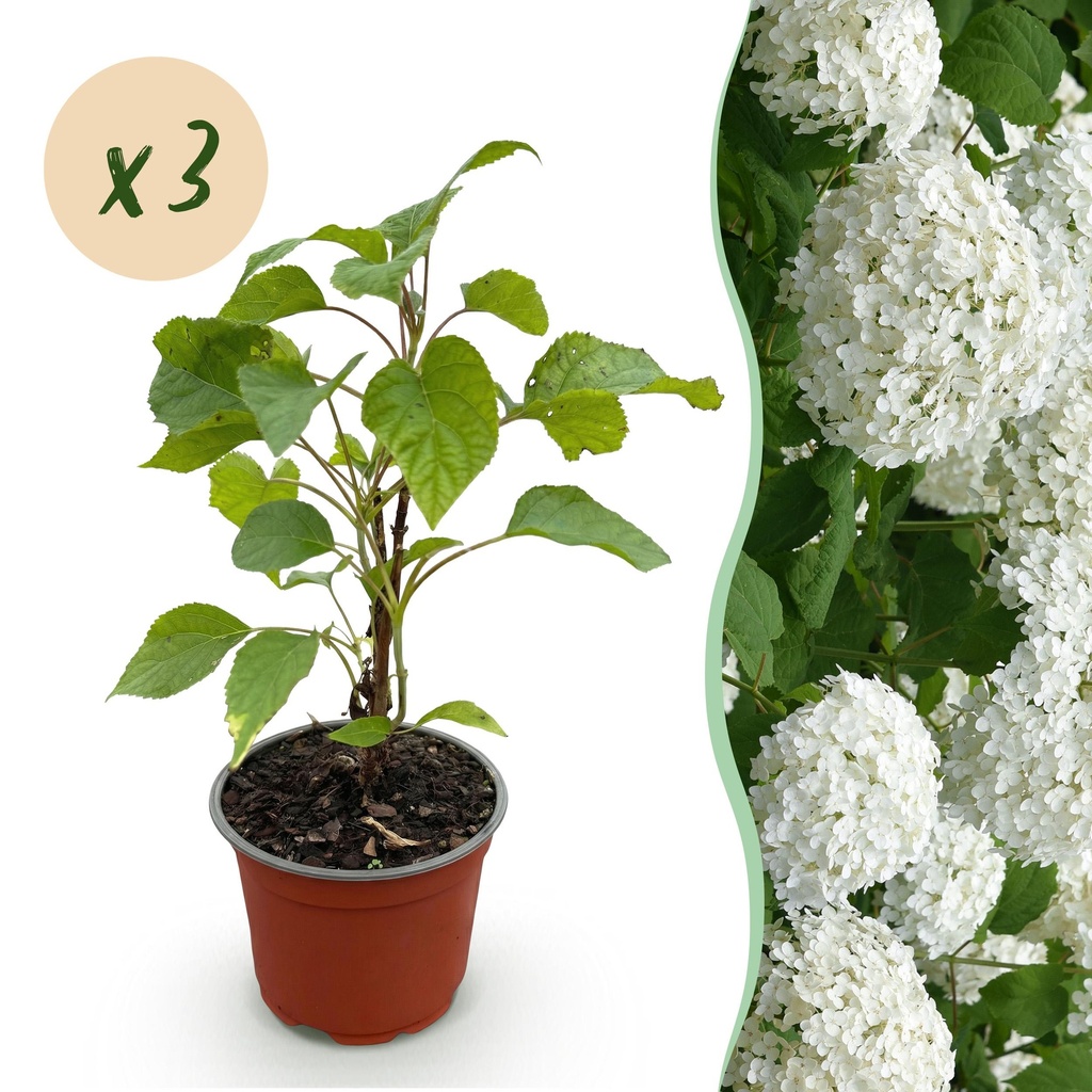 Gartenpflanze - Hydrangea arborescens Annabelle - Bauernhortensie - Winterhart - Weiß - 3 Pflanzen - Topf 12cm - Höhe 20-30cm