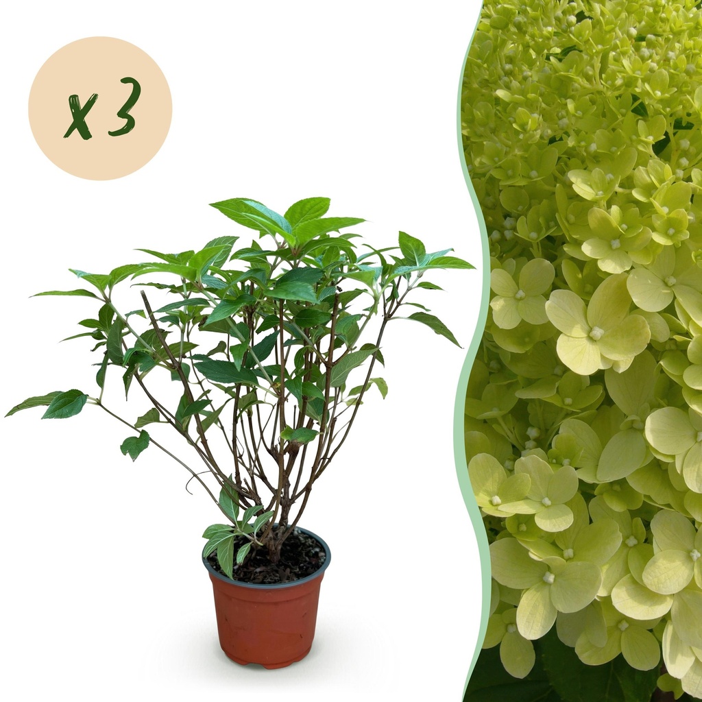 Gartenpflanze - Hydrangea panniculata Limelight - Schneeballhortensie - Winterhart - Limettengrün - 3 Pflanzen - Topf 12cm - Höhe 20-30cm