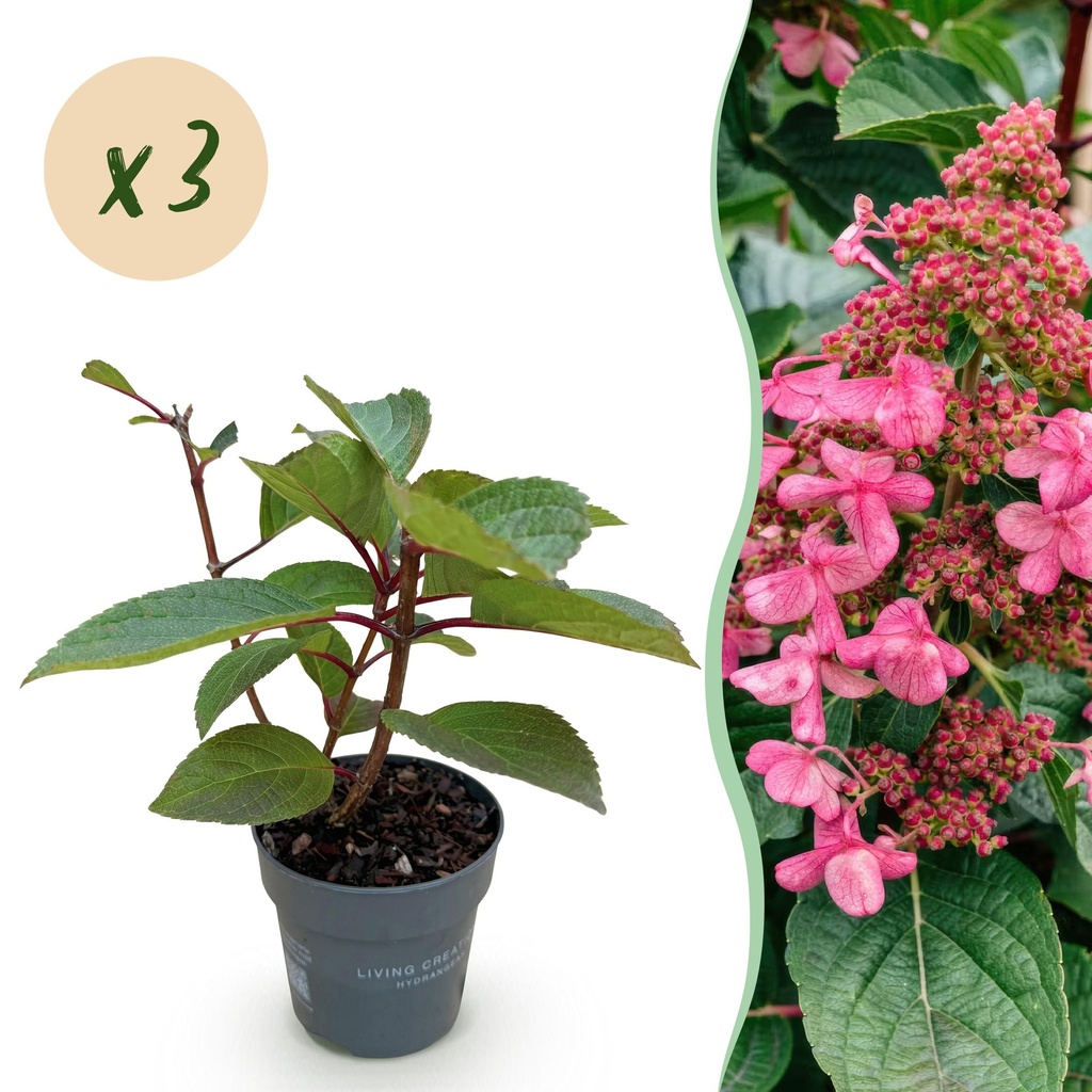 Gartenpflanze - Hydrangea panniculata Living Infinity - Rispenhortensie - Winterhart - Weiß - 3 Pflanzen - Topf 12cm - Höhe 20-30cm