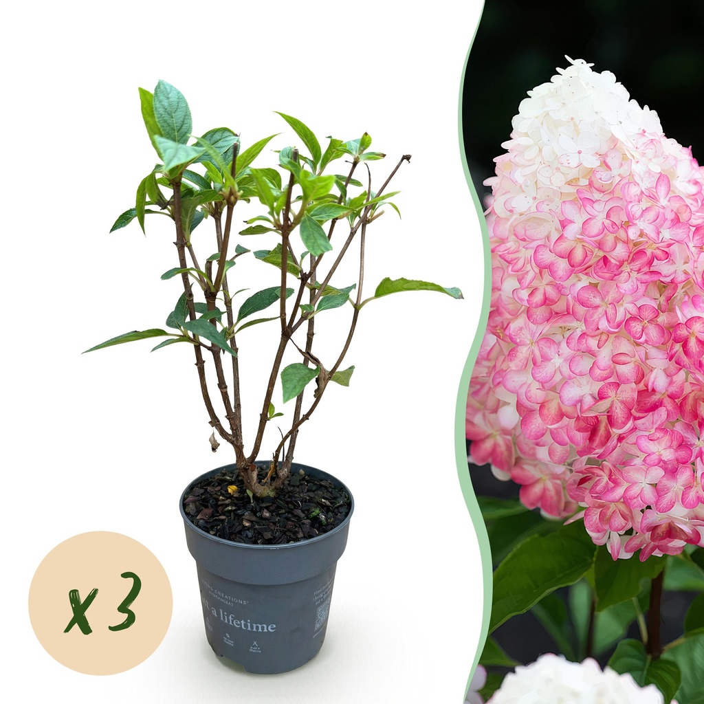 Gartenpflanze - Hydrangea panniculata Living Pink & Rose - Bauernhortensie - Winterhart - Rosa - 3 Pflanzen - Topf 12cm - Höhe 20-30cm