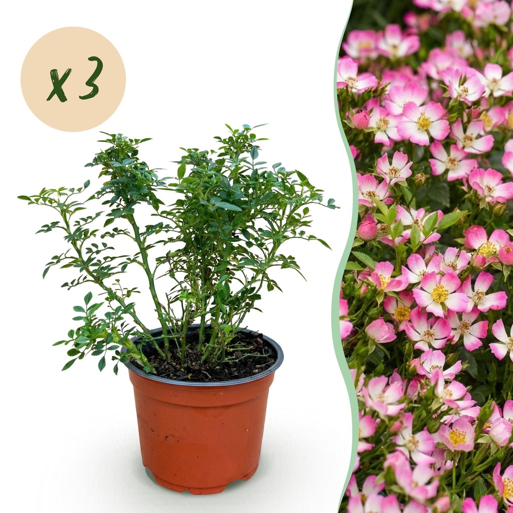 Garten Rose - Rosa Cutie Pie - Rose - Winterhart - Rosa - 3 Pflanzen - Topf 12cm - Höhe 20-25cm