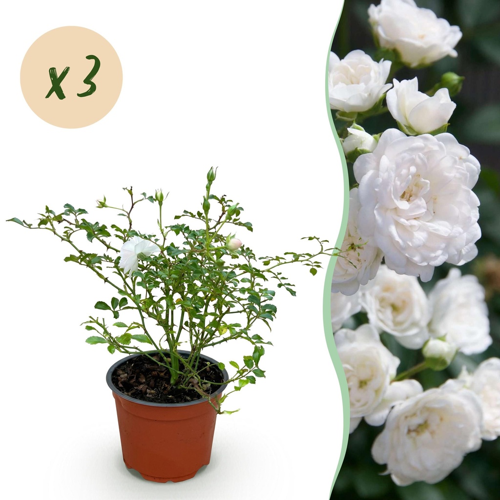 Gartenrose - Rosa White Fairy - Rose - Winterhart - Weiß - 3 Pflanzen - Topf 12cm - Höhe 20-25cm