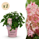 Rispen-Hortensie (Hydrangea paniculata) – winterharte Blütenstaude, Höhe ca. 14 cm