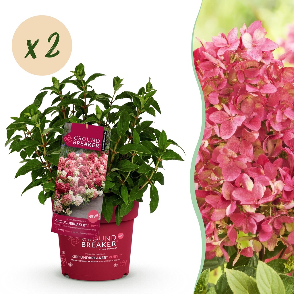 Gartenpflanze - Hydrangea panniculata Groundbreaker Ruby - Rispenhortensie - Winterhart - Rot - 2 Pflanzen - Topf 14cm - Höhe 20-25cm