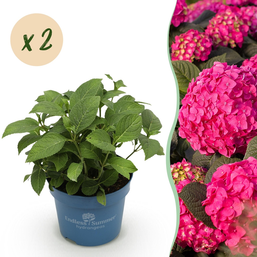 Gartenpflanze - Hydrangea Endles Summer Summer Love Red - Hortensie - Winterhart - Rot - 2 Pflanzen - Topf 14cm - Höhe 20-25cm