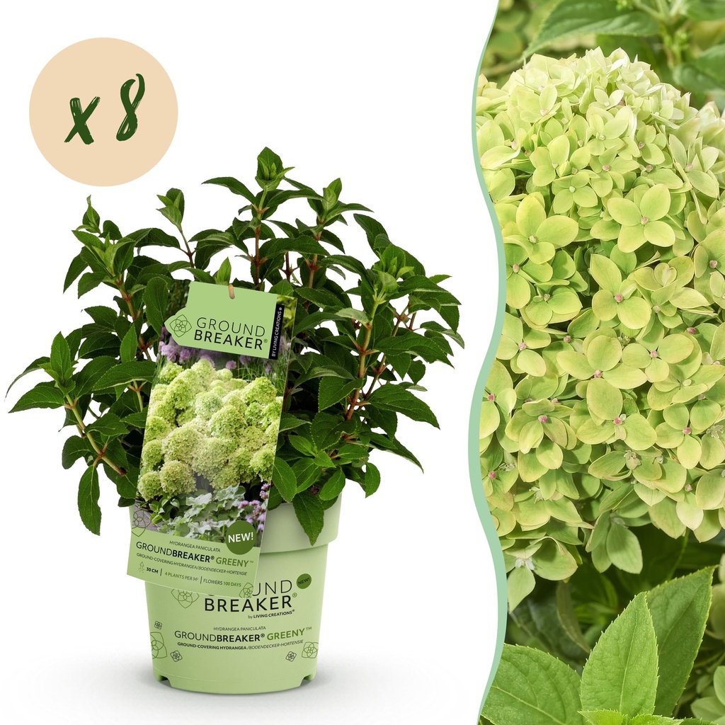 Gartenpflanze - Hydrangea panniculata Groundbreaker Greeny - Rispenhortensie - Frosthart - Creme - 8 Pflanzen - Topf 14cm - Höhe 20-25cm