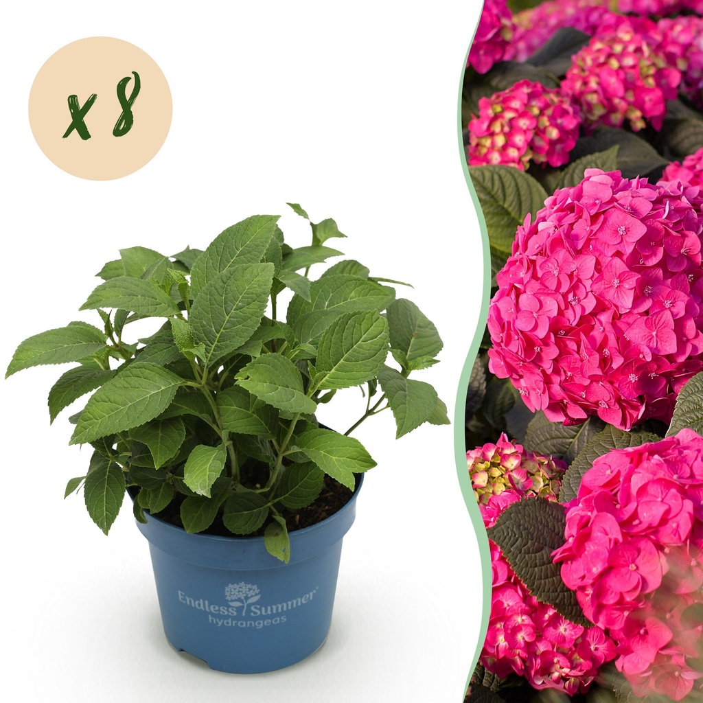 Gartenpflanze - Hydrangea Endles Summer Summer Love Red - Hortensie - Winterhart - Rot - 8 Pflanzen - Topf 14cm - Höhe 20-25cm