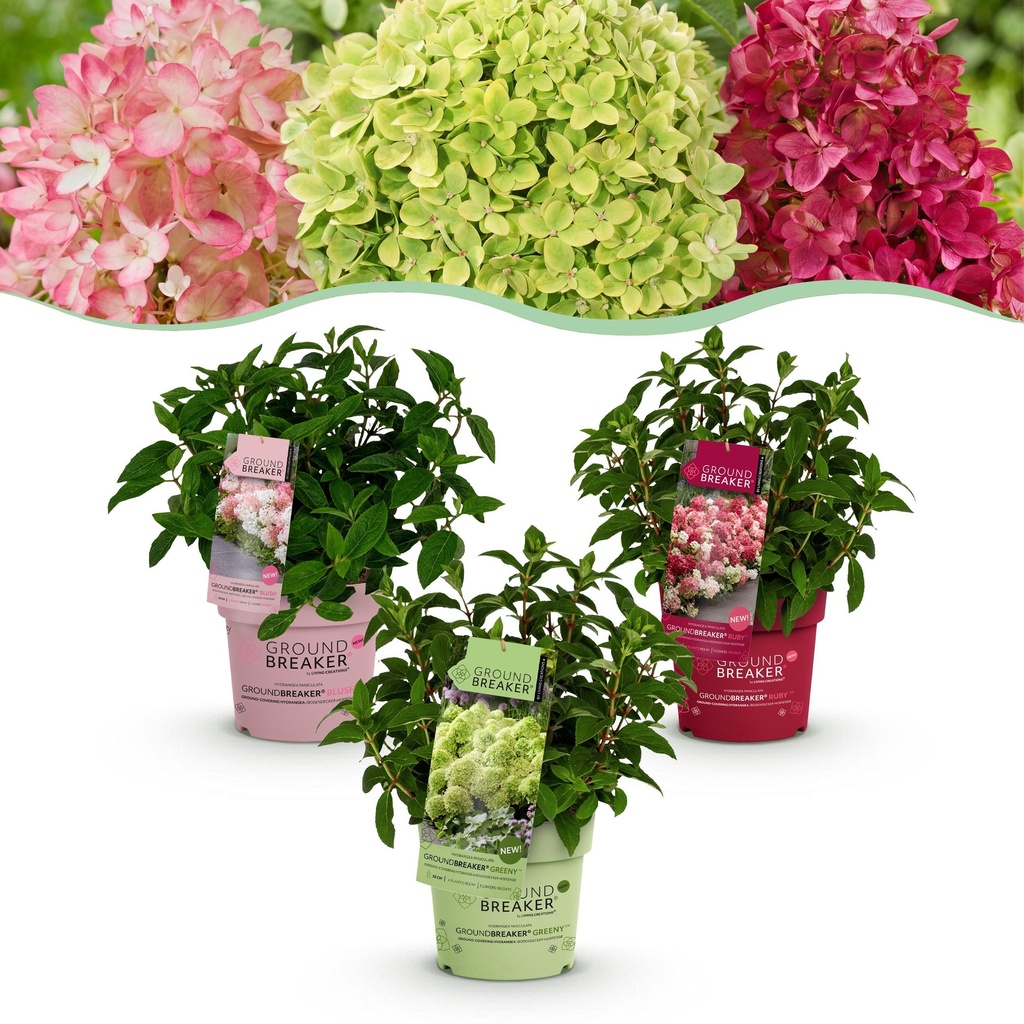 Gartenpflanze - Hydrangea panniculata Groundbreaker Blush -Greeny - Ruby - Rispenhortensie - Kompakt - Rosa-Grün-Rot - 3 Pflanzen - Topf 14cm - Höhe 20-25cm