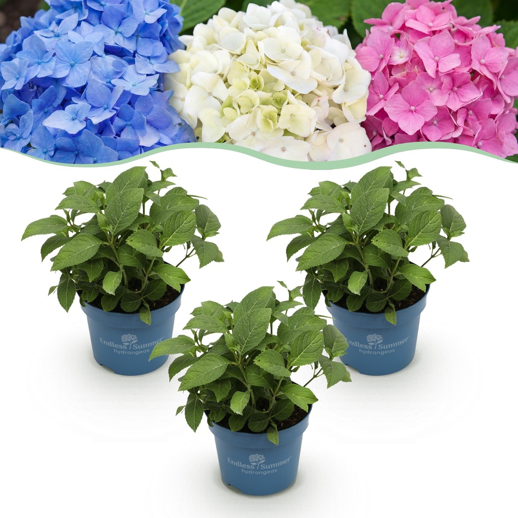 Gartenpflanze - Hydrangea Endless Summer Blue - Pink - White - Hortensie - Winterhart - Blau - Rosa - Weiß - 3 Pflanzen - Topf 14cm - Höhe 20-25cm