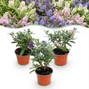 Sommerflieder (Buddleja davidii) – winterharter Blütenstrauch, Höhe ca. 12 cm