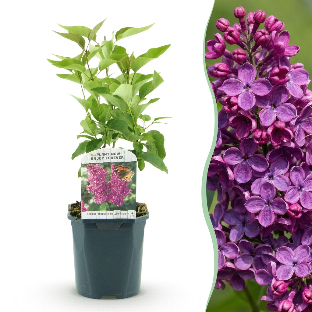 Garden Plant - Syringa vulgaris Ludwig Spath - Common Lilac - Hardy - Purple - 1 Plant - Pot 17cm - Height 45cm