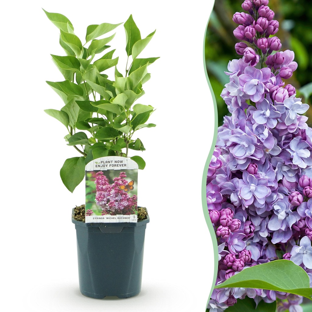 Garden Plant - Syringa vulgaris Michel Buchner - Common Lilac - Hardy - Pink - 1 Plant - Pot 17cm - Height 45cm