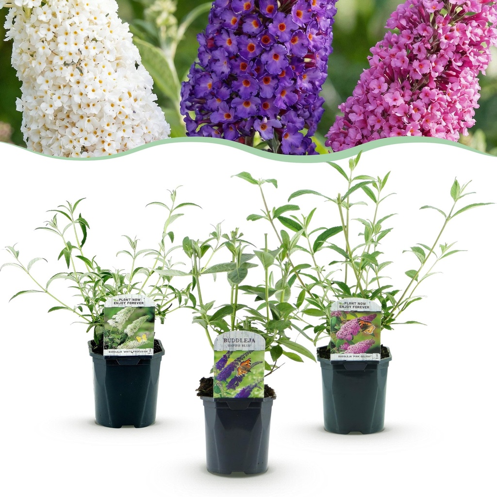 Garden Plant - Buddleja davidii Tricolour - Butterfly Bush - Hardy - Blue - Pink - White - 3 Plants - Pot 17cm - Height 45cm