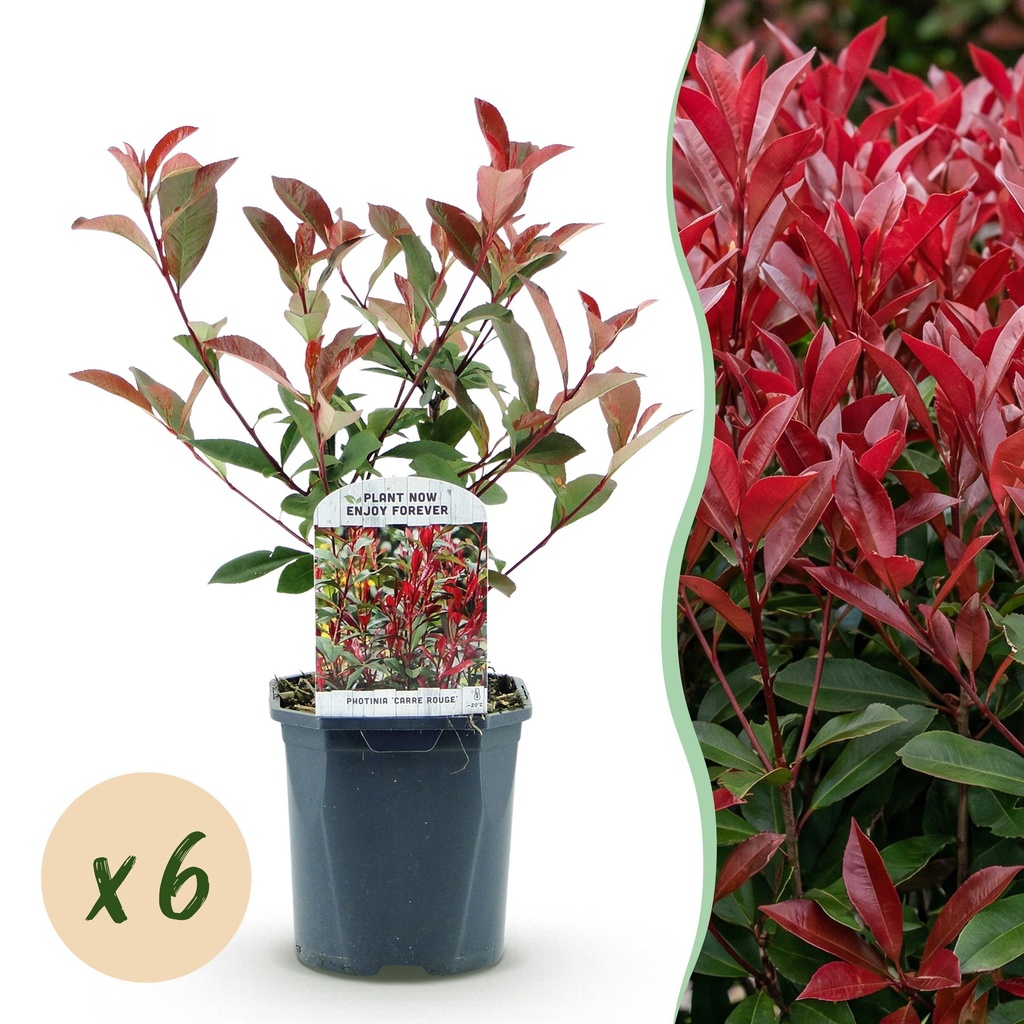 Plantes de haie - Photinia fraseri Carre Rouge - vert rouge - 6 plantes - 1 mètre linéaire - persistant - pot 17cm hauteur 55cm
