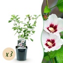 Gartenhibiskus (Hibiscus syriacus) – winterharter Blütenstrauch, Höhe ca. 17 cm