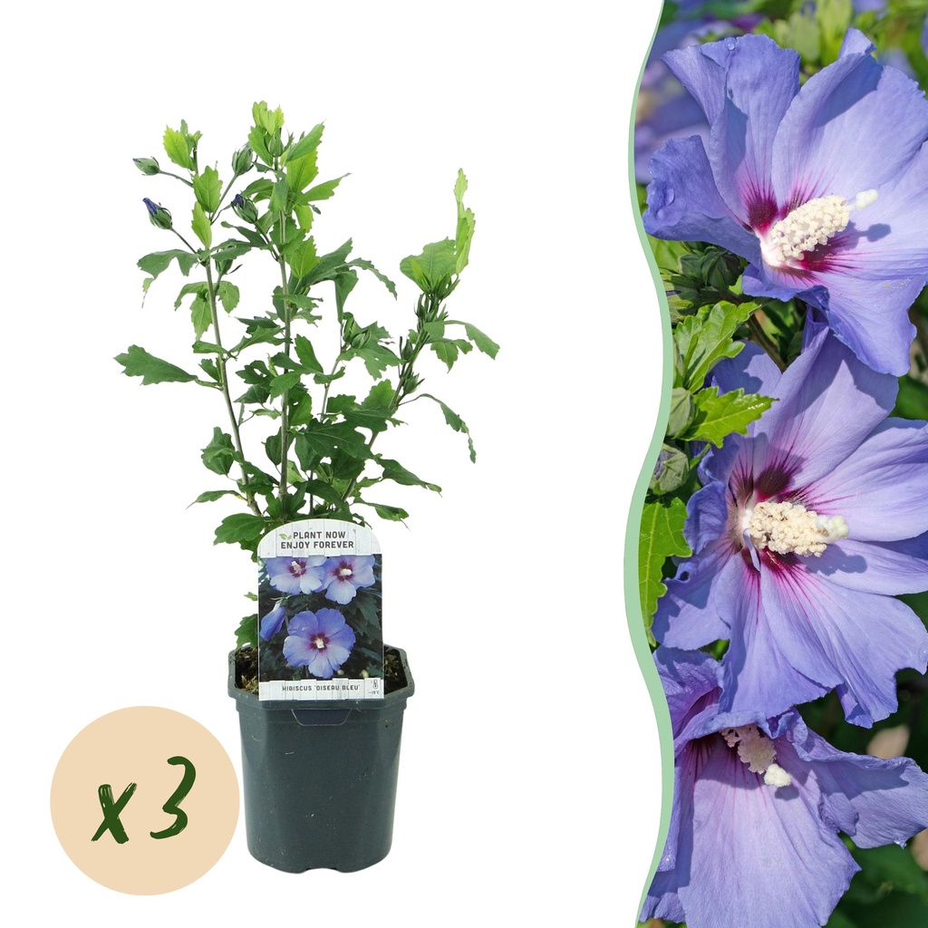 Garden Plant - Hibiscus syriacus Oiseau Blue - Garden Hibiscus - Hardy - Blue - 3 Plants - Pot 17cm - Height 45cm